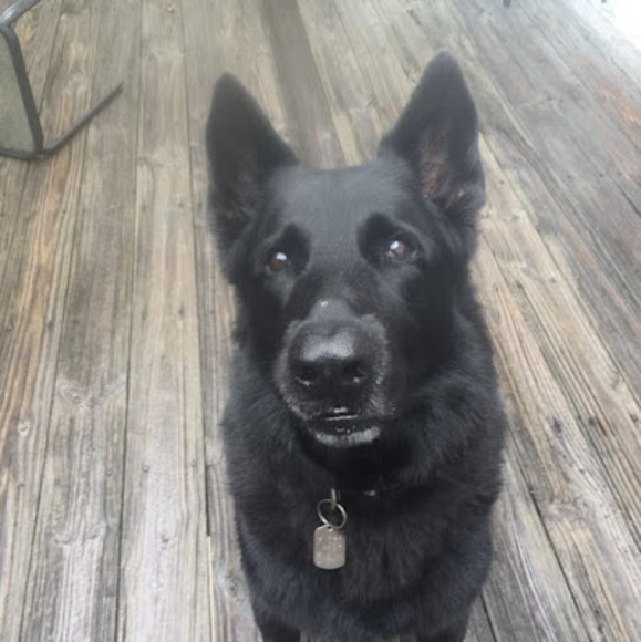 Meet your Posher, Ace - Picture 1 of 1